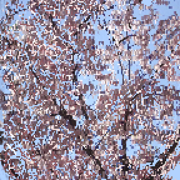 Cherry Blossoms. 36" x 36". 2008.